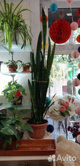 Сансевиерия