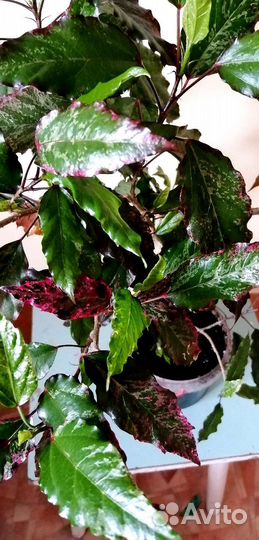 Гибискус (розан )