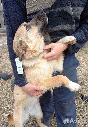 Щенок-подросток, девочка, 10 мес