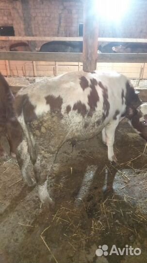 Коровы и телки бычки