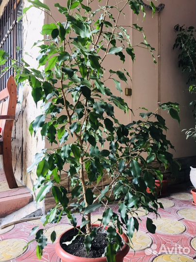 Фикус бенджамина