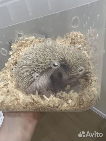 Еж