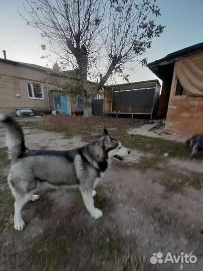 Сибирский хаски