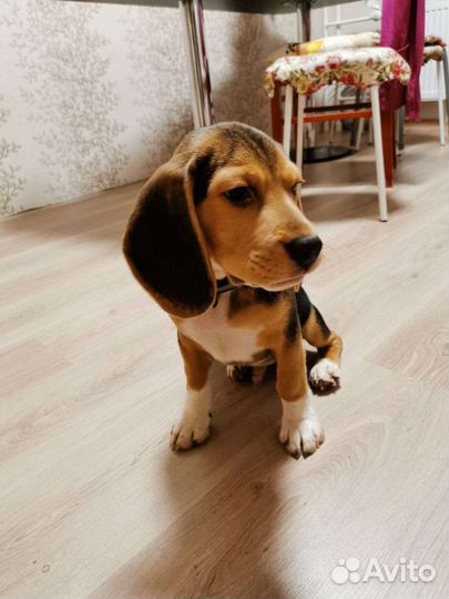 Домашняя передержка