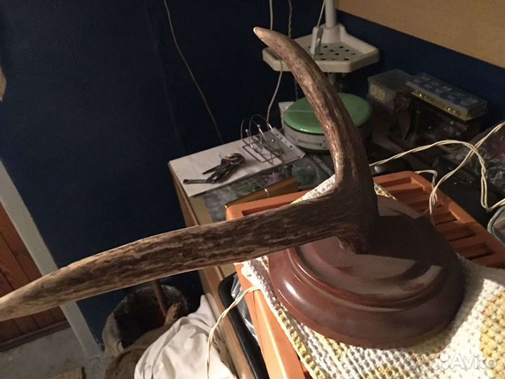 Рога молодого лося