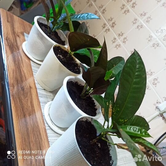 Кротон миссис айстон