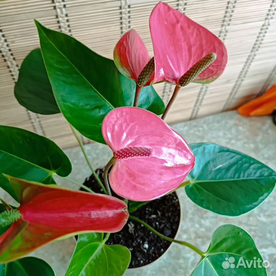 Антуриум Пинк Чемпион