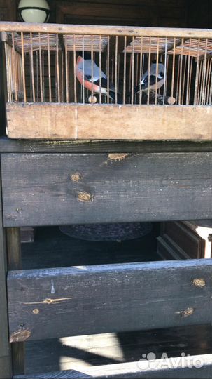 Лесные птицы, снегири