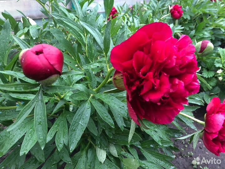 Пионы на срезку и Астильба