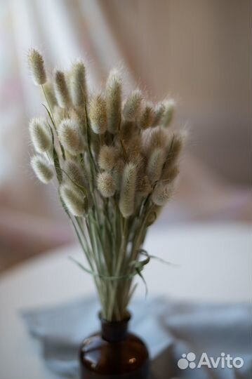 Сухоцветы лагурус