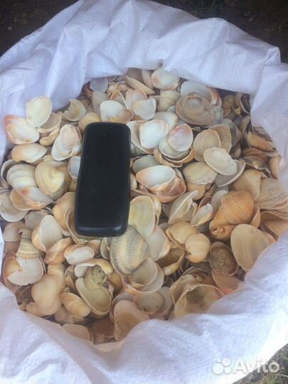 Ракушка морска