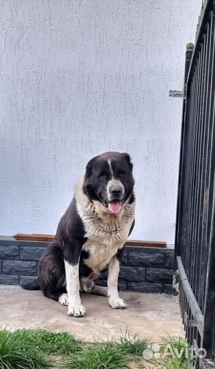 Среднеазиатская овчарка алабай вязка