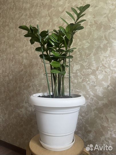 Замиокулькас