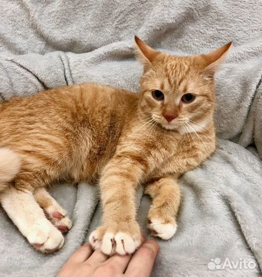 Мартин - потрясающий котейка ищет дом