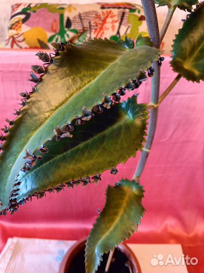 Каланхоэ Лечебный 3 года 