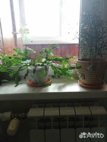 Декабрист - шлюмберг