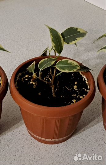 Фикус мелколистный