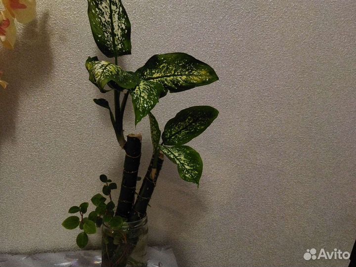 Диффенбахия