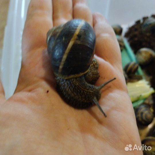 Виноградная улитка (съедобная) живая