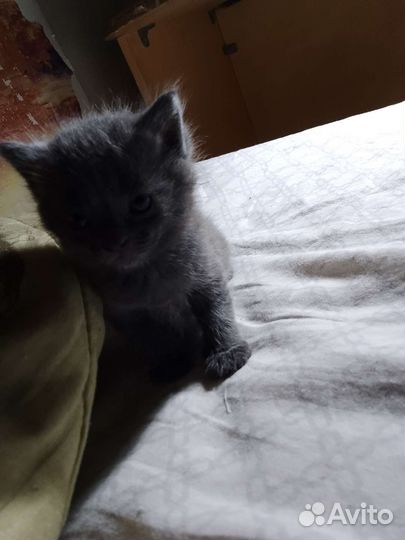 Отдаю бесплатно кошек в добрые руки