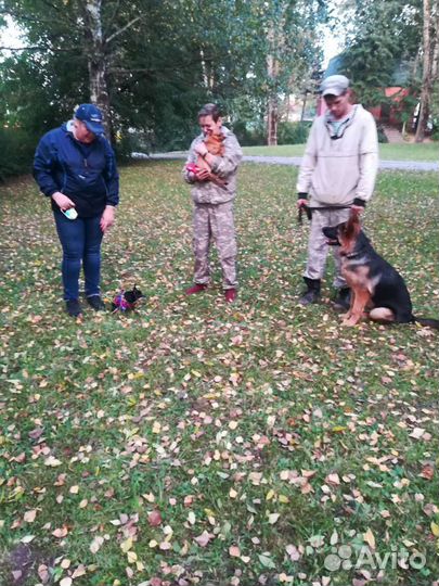 Дрессировка собак