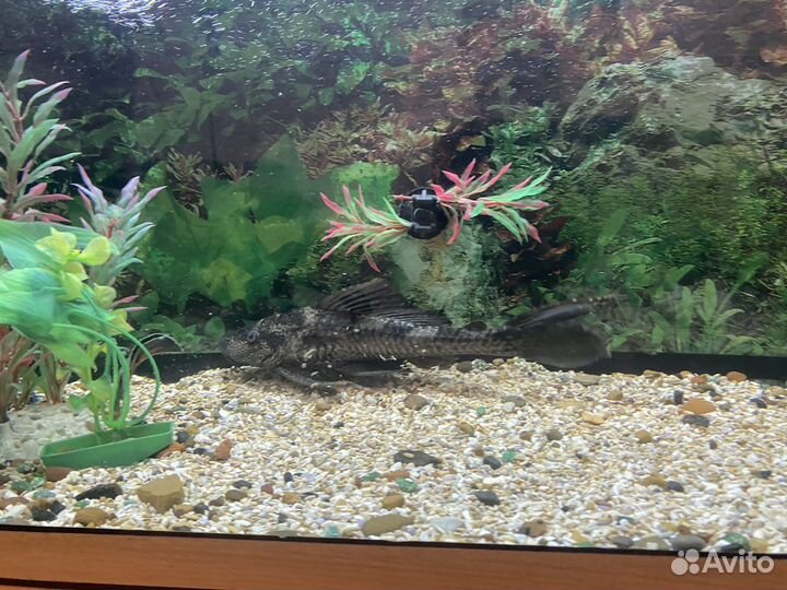 Сом анциструс