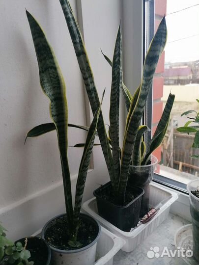 Сансевиерия