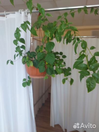 Гибискус,розы,монстера,жен.счастье и мн.другие