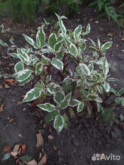 Декор кустарники - мискантус, спирея,дёрен Айвори