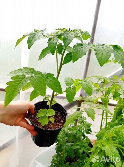 Томаты, перец, баклажаны