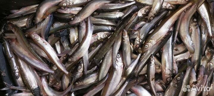 Корюшка крупная отборная свежая доставка на дом