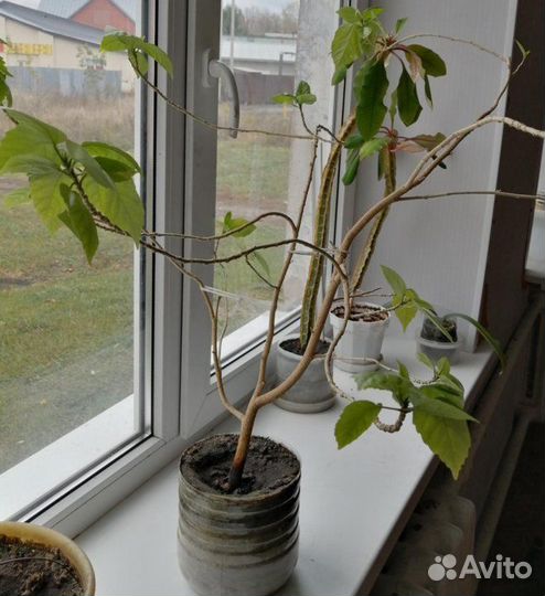 Бесплатно гибискус цветущий