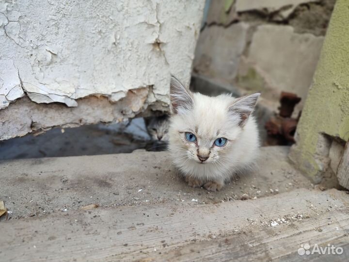 Голубоглазые котята