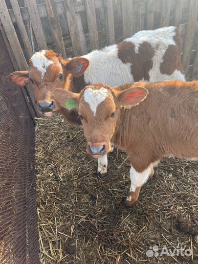 Телята бычки скот с доставкой до двора