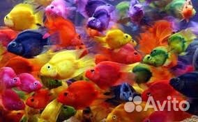 Попугаи (Red Parot)