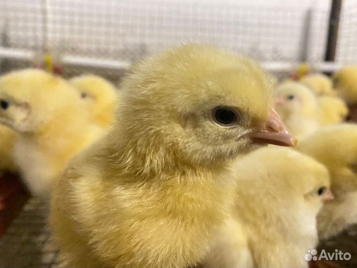 Утки,гуси,бройлеры,муларды