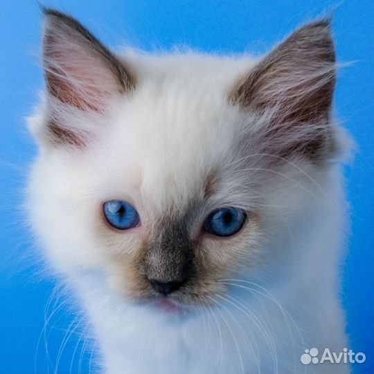 Рэгдолл (ragdoll) котенок-девочка от питомника