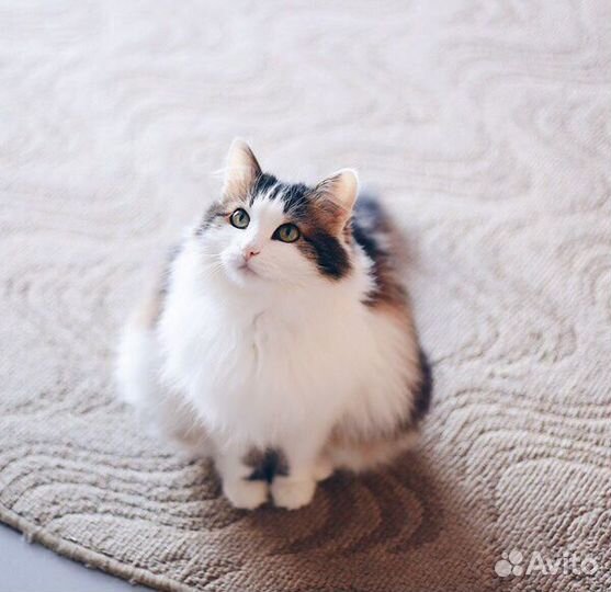 Метис норвежской