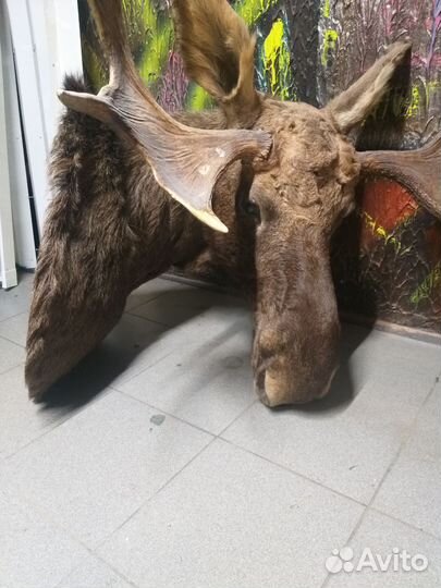 Чучело головы лося