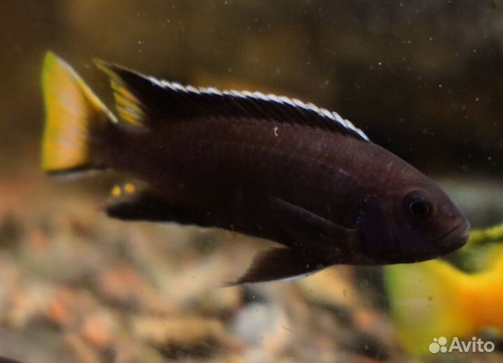 Малавийские цихлиды