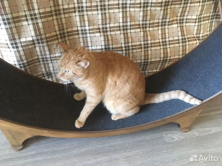 Беговое колесо для кошек