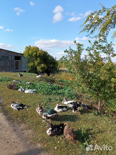 Мясо индоутка