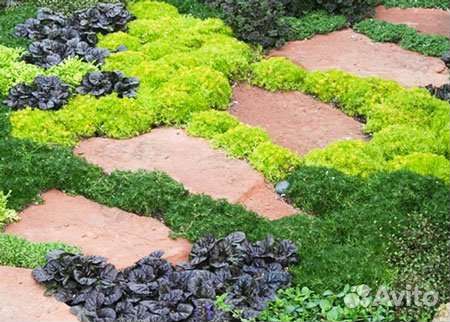 Почвопокровные растения, большой выбор