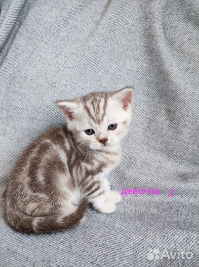 Котята британцы