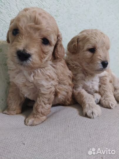 Щенки метисы той пуделя и мальтипу