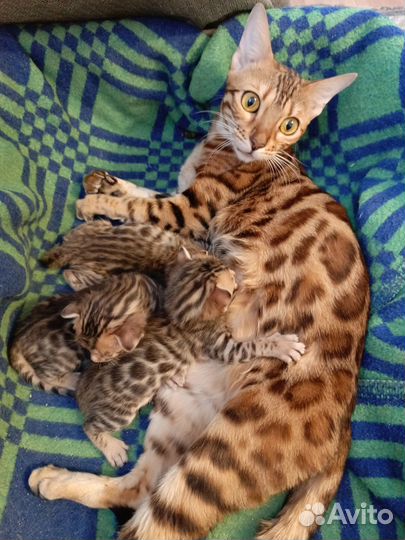 Бенгальские котята