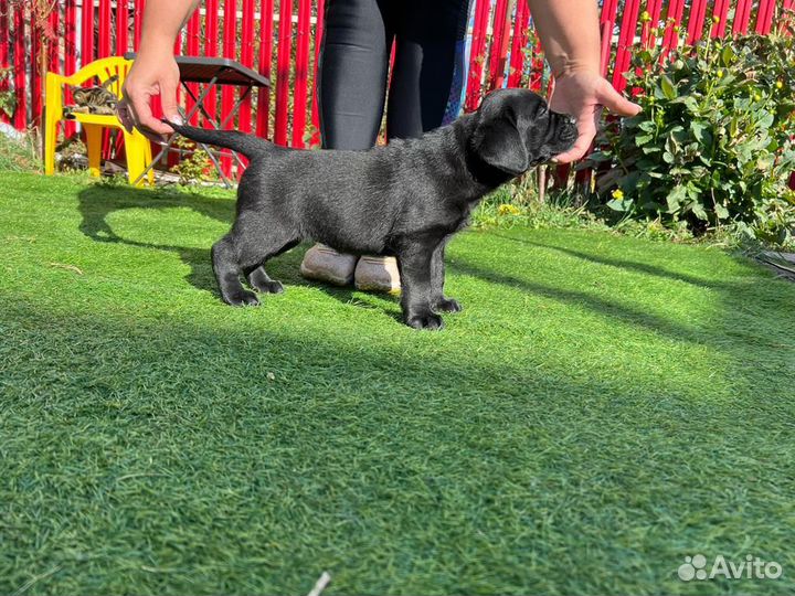 Щенки лабрадора