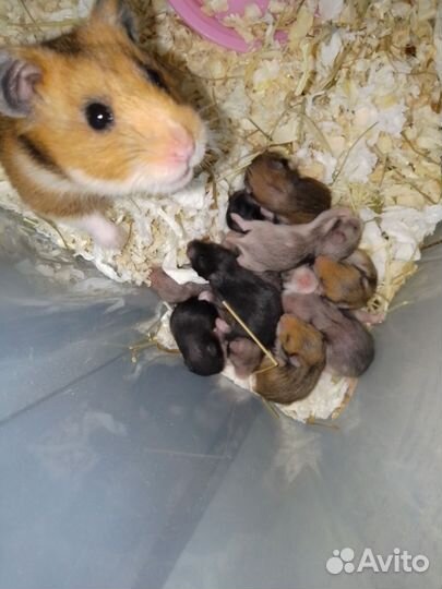 Сирийский хомяк