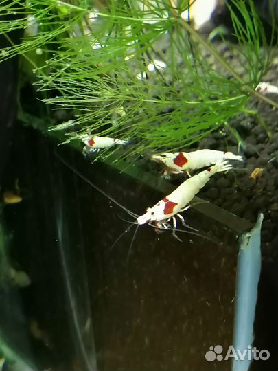 Продажа аквариумных креветок