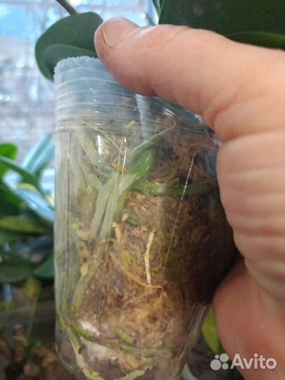 Орхидея фаленопсис